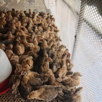 出售青腳麻雞小雞苗活體 麻羽雞土雞苗山地放養(yǎng)蛋雞幼苗批發(fā)價(jià)格