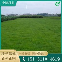 中穎種業(yè)黑麥草草坪貨源 耐踐踏 工程庭院綠化草 混播草種
