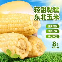 白糯玉米 東北甜糯苞米8支裝 粗糧代餐可抖音快手代發(fā) 白甜糯玉米