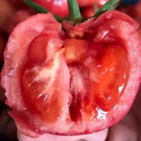 批發(fā)海陽普羅旺斯西紅柿新鮮現貨沙瓤西紅柿放心蔬菜番茄