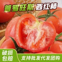 海陽普羅旺斯西紅柿整箱新鮮沙瓤番茄現摘現發(fā)可生吃西紅柿