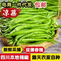 新鮮青辣椒青線椒薄皮辣椒尖椒二荊條辣椒5斤現摘蔬菜辣椒長線椒