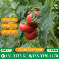 綠絢風西紅柿 追施有機水肥 改善口感 降重金屬農殘 快速發(fā)貨
