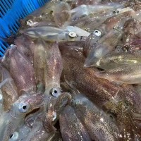 東山本港活凍小管，小魷魚，高品質(zhì)常年供應(yīng)酒店 商超！鮮甜 嚼勁
