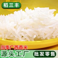 【25kg裝】原生態(tài)農家稻谷長粒香米25kg家用軟糯貓牙絲苗米粥米