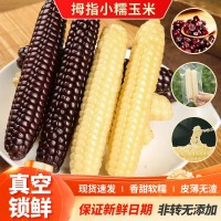 云南西雙版納拇指小玉米香甜軟糯鮮真空包裝白糯玉米即食代餐粗糧