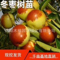 棗樹活苗北方南方大棗超甜特大庭院嫁接冬棗地栽果樹果苗當(dāng)年結(jié)果