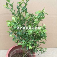 藍莓苗盆栽藍莓樹果苗北方南方種植四季果樹薄霧兔眼特大陽 臺帶果
