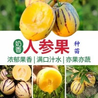 人參果苗秧長壽紫茄果人生果籽盆栽大苗當(dāng)年結(jié)果南北方種植試種