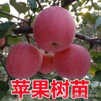 蘋果樹果苗嫁接紅富士冰糖心南方北方種植盆栽地栽當(dāng)年結(jié)果蘋果苗