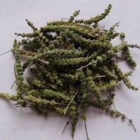 中藥材批發(fā)荊芥穗 荊芥穗的價(jià)格