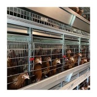 框架蛋雞籠工業(yè)化養(yǎng)殖設(shè)備全自動(dòng)化畜牧飼養(yǎng)機(jī)械熱鍍鋅立體養(yǎng)雞籠