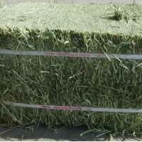 苜蓿草料牛馬羊動(dòng)物園養(yǎng)殖場(chǎng)飼料草料牧草大捆小捆紫花苜蓿草草捆