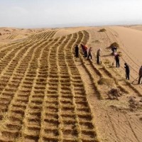防沙治沙稻草 西藏新疆青海沙漠固沙治理草方格 麥草方格源頭廠家