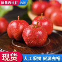 現(xiàn)摘新鮮甜紅子山楂紅果基地 冰糖葫蘆用山楂果山里果山里紅