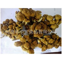 加工采摘野生食用菌散貨批發(fā)干貨庫(kù)存農(nóng)產(chǎn)品食用香菇黃金菇