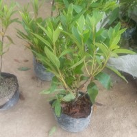 毛鵑地被植物綠籬灌叢 園林綠化色塊苗木 扦插杜鵑小苗 春鵑 夏鵑