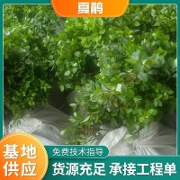 夏鵑 紫鵑夏杜鵑 毛杜鵑球大量 供應(yīng)工程苗木基地綠化苗木批發(fā)