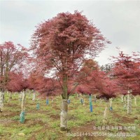 廣西日本小葉紅楓供應