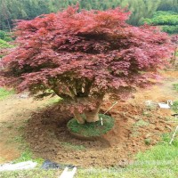 廣西三季紅楓供應