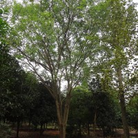 供應18cm25cm30cm35cm40cm國槐苗 廣西國槐 叢生國槐 高桿國槐