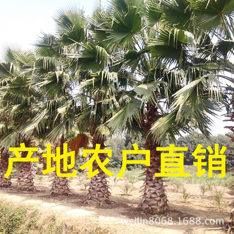 老人葵(華棕)(華盛頓棕櫚)