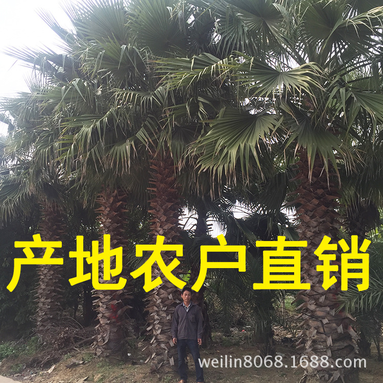 老人葵(華棕)(華盛頓棕櫚)
