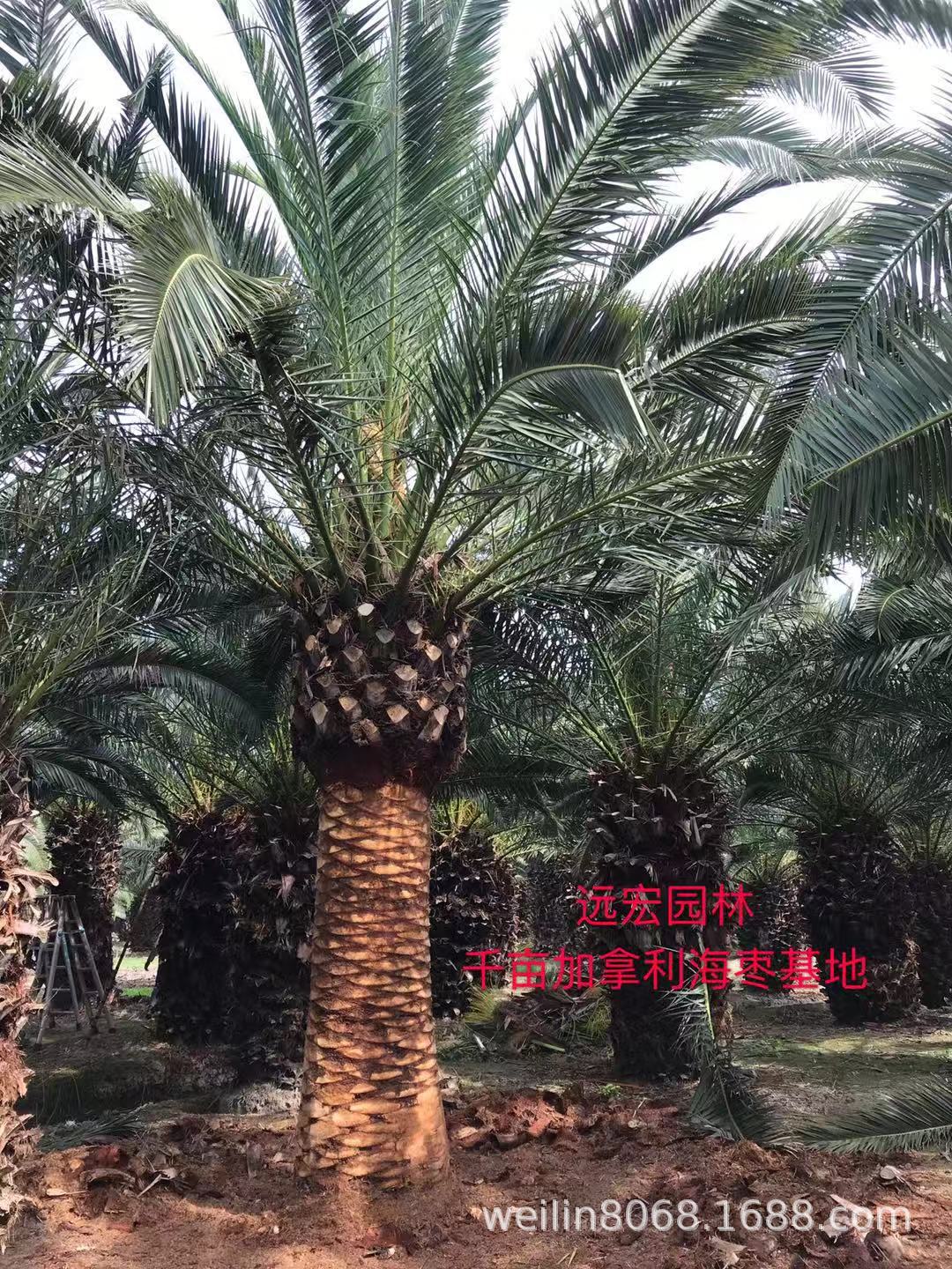 精品加拿利海棗