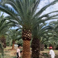 加拿利海棗容器苗基地 農戶場地批發(fā) 專業(yè)養(yǎng)護技術指導提高成活率