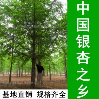中國銀杏之鄉(xiāng)-銷售1-80公分銀杏樹 基地直銷 規(guī)格齊全 數(shù)量充足