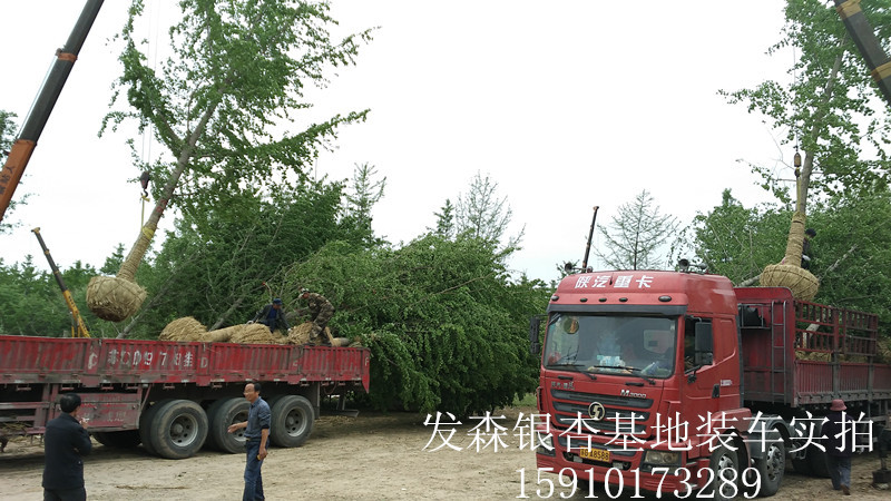紅車4