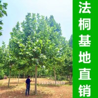 法桐基地銷售5-60公分法桐樹 法國梧桐 帶帽法桐 原生法桐 懸鈴木