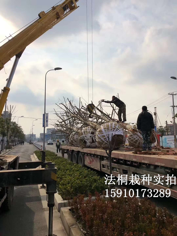 法桐起樹(shù)3