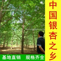 中國銀杏之鄉(xiāng)-銷售直徑1-90公分銀杏樹苗木 基地直銷 數(shù)量充足