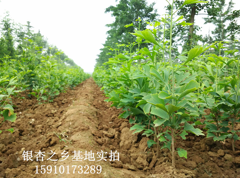 微信圖片_20200520074005_副本