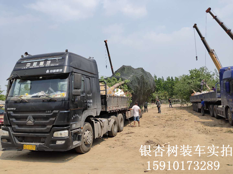 銀杏樹裝車2.jpg