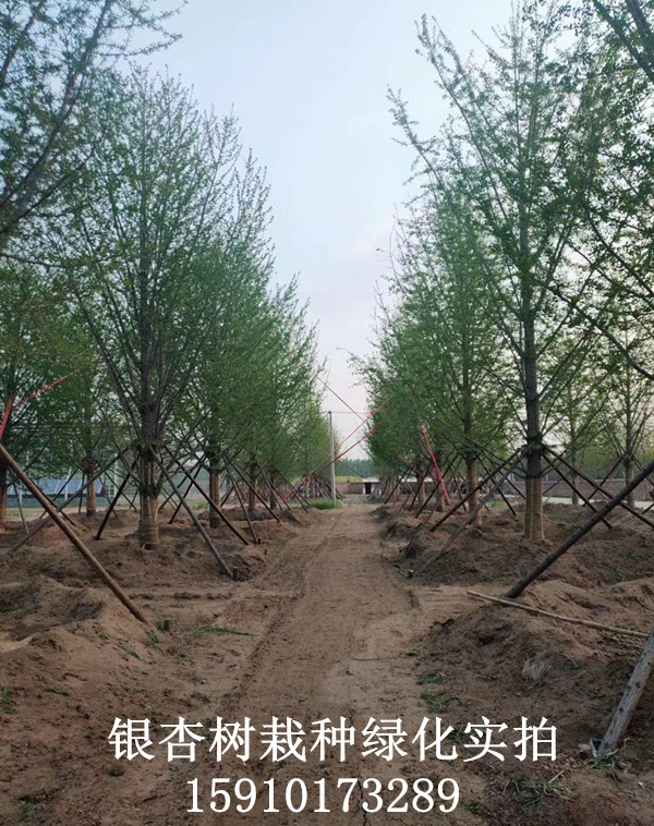 銀杏樹裝車現(xiàn)場(chǎng)1