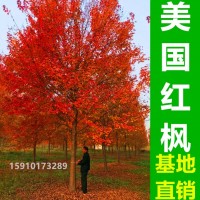 美國紅楓基地銷售5-30公分美國紅楓樹 秋火焰 紅點 紅冠 規(guī)格齊全