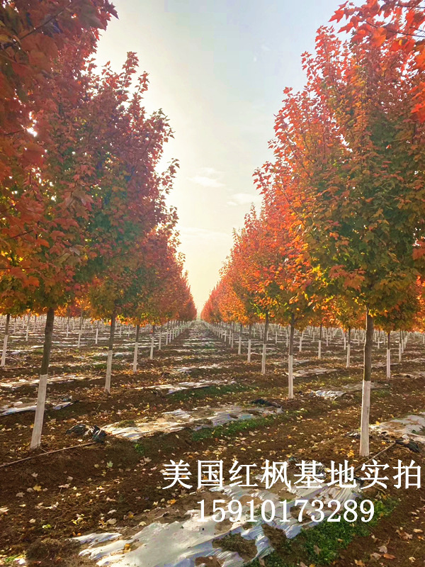 美國紅楓1