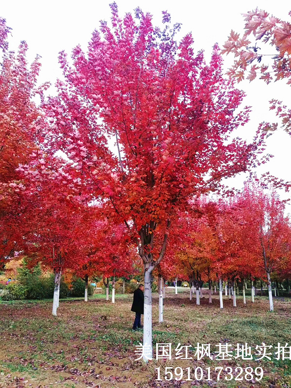 美國紅楓