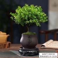 小葉赤楠植物盆栽老樁花卉盆景辦公室內好養(yǎng)四季常綠陶瓷盆綠植