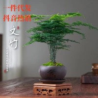 文竹盆栽室內花卉植物客廳吸某醛盆景辦公桌面四季常青小綠植好養(yǎng)