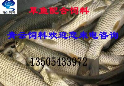 草魚配合飼料3