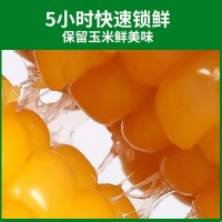 廠家直供東北黃糯玉米 糯九玉米8支10支裝廠家代發(fā)甜糯黃 糯玉米