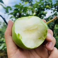 陜西早酥梨5斤裝新鮮水果產(chǎn)地直達(dá)應(yīng)季梨子