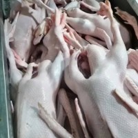 【徐州翼達(dá)】全凈膛仔鵝 去心肝肺 毛干凈 純干貨 新鮮 39斤凈重