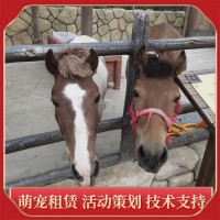 騎乘馬養(yǎng)殖基地 純種馬匹 設(shè)特蘭矮馬供應(yīng) 溫順乖巧