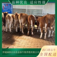 大量供應(yīng) 西門(mén)塔爾牛 出欄肉牛 品種齊全 牧業(yè) 屠宰育肥牛 可配送