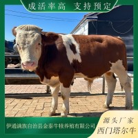 西門(mén)塔爾牛養(yǎng)殖場(chǎng) 視頻 現(xiàn)場(chǎng)挑選小牛犢 品種多樣 貨源充足 發(fā)貨快