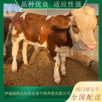 廠家供應(yīng) 肉牛犢 西門(mén)塔爾牛特點(diǎn) 體軀長(zhǎng) 呈圓筒狀 肌肉豐滿 四肢結(jié)實(shí)